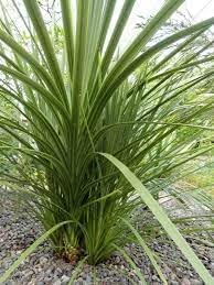 Dracaena Spikes Plant Seeds for Planting - 100 pcs